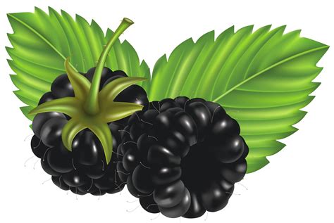 Free Black Berries Cliparts, Download Free Black Berries Cliparts png images, Free ClipArts on ...