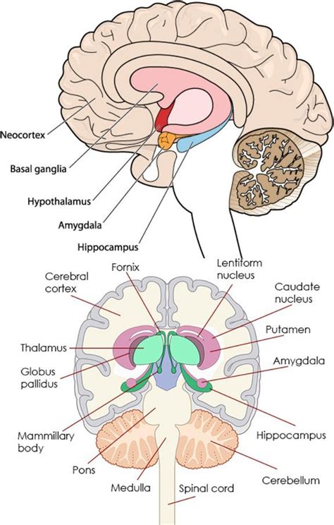 Amygdala Location In Brain