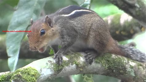 Loud squirrel chirping sounds - Squirrel sound - YouTube