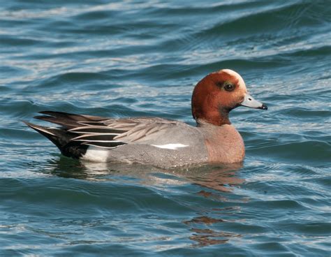 Eurasian Wigeon! | Wings Over Skagit