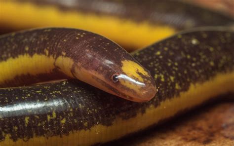 Biologists Discover Unprecedented Resistance to Snake Venom in Caecilians | Sci.News