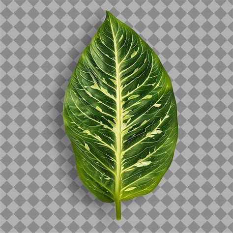 Premium PSD | Png Dieffenbachia Leaf With Oblong Leaf Shape and Patterned Gree Top View Isolated ...