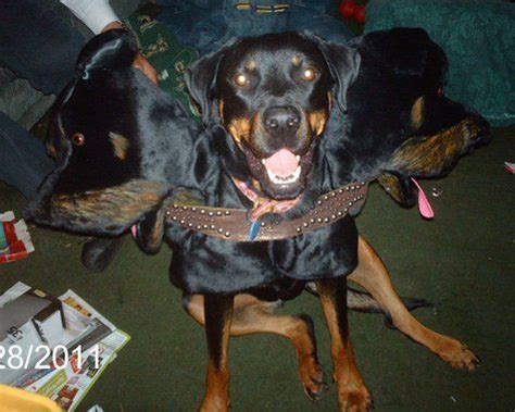 Image result for rottweiler halloween costumes | Big dog costumes, Dog costumes, Dog halloween ...