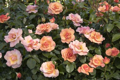 Nitty Gritty® Peach Rose, Rosa x 'RUIRI0091A' PP #33,152, Monrovia Plant