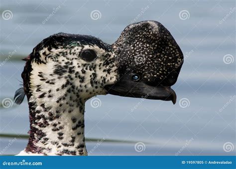 Comb duck stock image. Image of avian, water, bill, background - 19597805