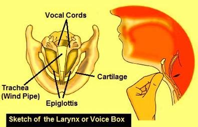 Voice Box | Definition , Location , Anatomy & Function