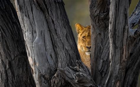 Africa Wildlife Photography Workshop 2024 – Photography Workshops & Tours