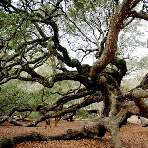 Discovering the Legacy of African Cultures. - Gullah Geechee Cultural ...