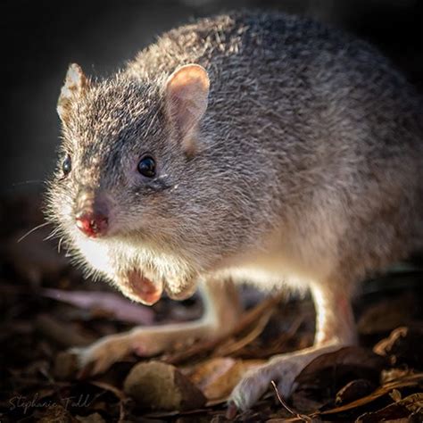 Northern Bettong: Improving Habitat for Two Remaining Populations