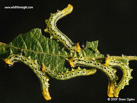 Identification of Sawfly caterpillars on garden plants, shrubs, trees ...