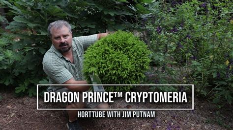 Dragon Princeâ„¢ Cryptomeria - Perfect Dwarf Foundation Plant - YouTube | Foundation planting ...