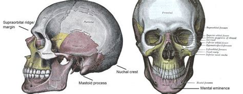 Image result for nuchal ridge | Medical illustration, Body reference ...