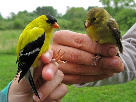 American Goldfinches - male and female | Flickr - Photo Sharing!