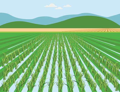 Sawah Vektor Ilustrasi Stok - Unduh Gambar Sekarang - iStock