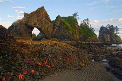 Olympic Coast - Washington State | Point of the Arches, Olympic ...