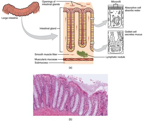 Colon, Cecum, and Appendix: Anatomy | Concise Medical Knowledge