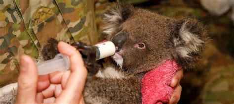 Learn how rescued Kangaroo Island koalas have found a new home at Cleland - Good Living