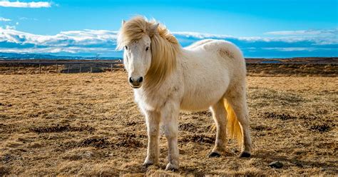 The Icelandic Horse | What Makes it Unique? | All About Iceland