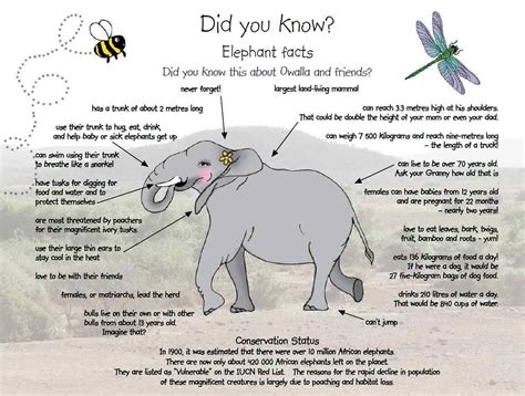 55 interesting facts about elephants for world elephant day – Artofit