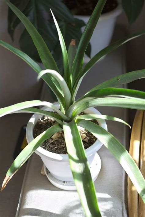 Growing a pineapple from the top | In 4 easy steps - Houseplant Central