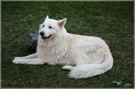 White Swiss Shepherd Dog 01 Free Stock Photo - Public Domain Pictures