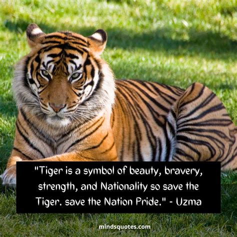 Tiger Quotes