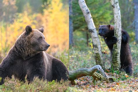 Trip to Finland: Bear and Wolverine - PhotoLogistics