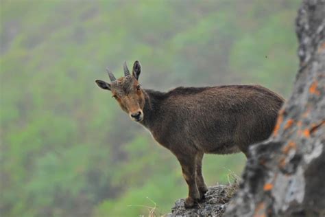 Tamil Nadu launches project to protect Nilgiri Tahr, its State Animal