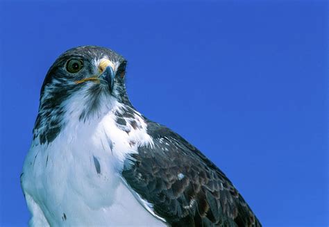 Augur Buzzard Photograph by Javier Flores - Fine Art America