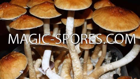 Magic Mushroom P. Cubensis 10CC Spore Syringe Any Strain