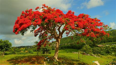 Arbol Flamboyan De Puerto Rico | Images and Photos finder