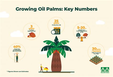 From Seed to Harvest: How Oil Palm is Grown - Musim Mas