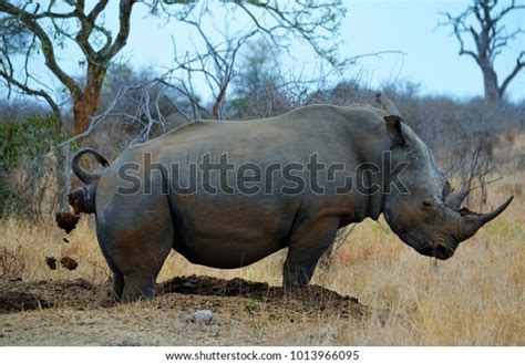 22 Rhinoceros Poop Images, Stock Photos, 3D objects, & Vectors ...