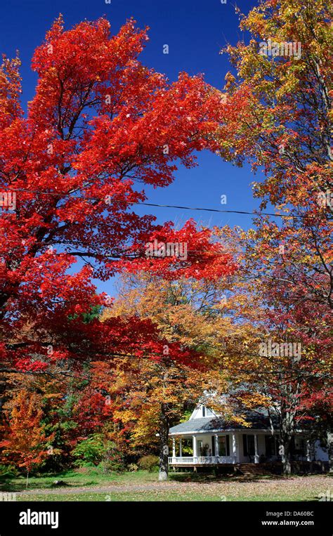 Fall, Colors, Indian Summer, Riverview, New Brunswick, Canada, trees, red Stock Photo - Alamy