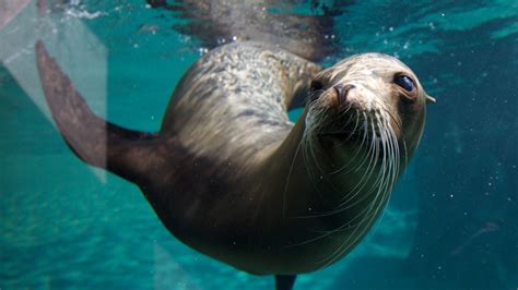 ‘Save Dublin Zoo’ voted favourite moment in our 190 year history ...