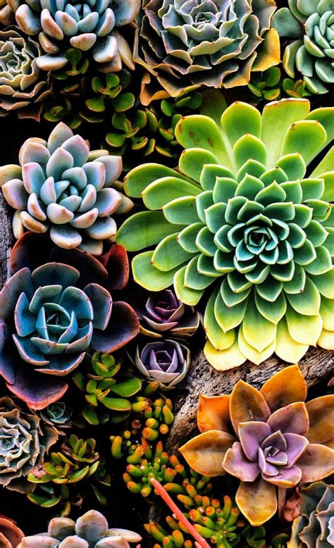 Succulent iPhone Wallpapers - Top Free Succulent iPhone Backgrounds - WallpaperAccess