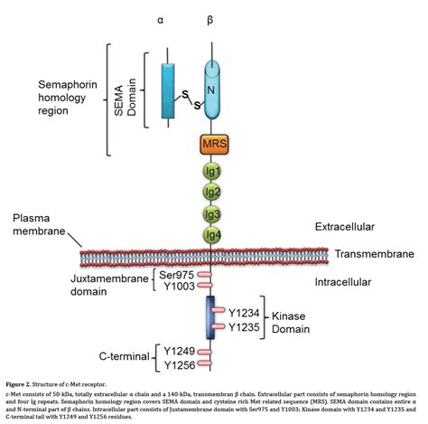 Hepatocyte Growth Factor Signaling Pathway as a Potential Target in Ductal Adenocarcinoma of the ...