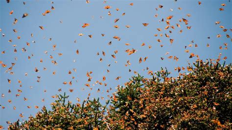 Dos santuarios de la mariposa monarca en Michoacán - Rincones de México