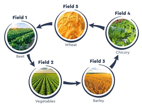 Sugar Beets as a Central Crop in Crop Rotation Fostering Biodiversity and Soil Health ...