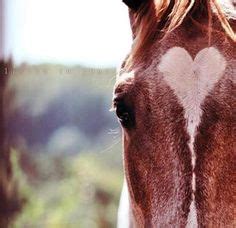 100 Heart Markings on Animals ideas | animals, cute animals, pets