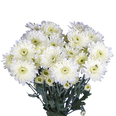 White Cushion Pom Poms Flowers Delivery | GlobalRose