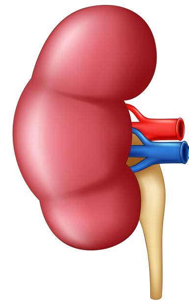 Best Kidney Disease Illustrations, Royalty-Free Vector Graphics & Clip ...