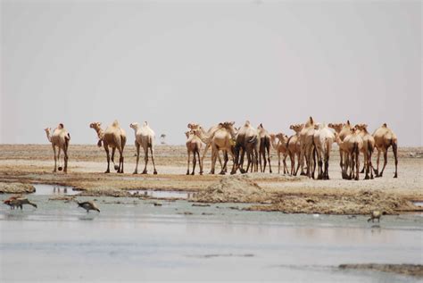 Chalbi desert oasis