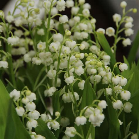 Convallaria majalis