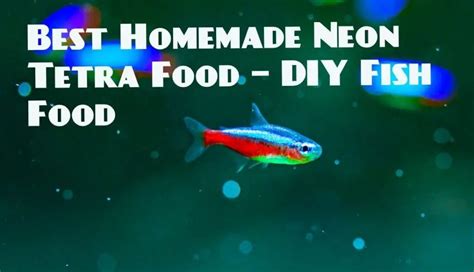 How To Prepare Best Homemade Neon Tetra Food – DIY Fish Food - Tetra Fish Care