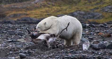 With sea ice melting, polar bears now prey on reindeer, not seals