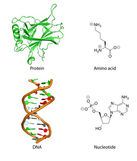 CH103 Chapter 8: The Major Macromolecules Chemistry, 53% OFF