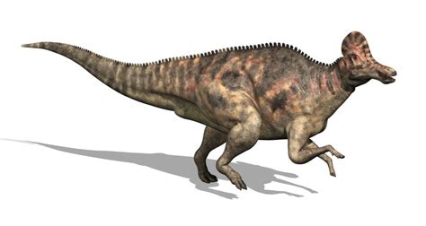 Corythosaurus Pictures & Facts - The Dinosaur Database