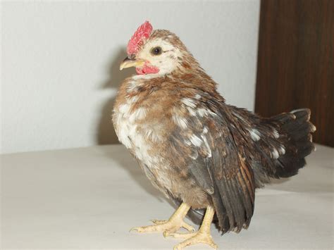 Serama Chicken | My Serama Chickens | Fancy chickens, Serama, Bantam chickens