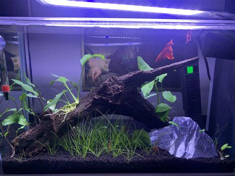 What fertilizer should I use ? Help!! ;( : r/PlantedTank